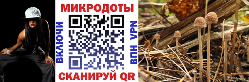 Купить  Губаха  Псилоцибиновые грибы GOLDEN TEACHER 